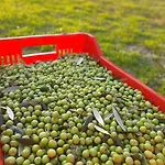 Casa Del Nonno Bingheri - Vencaglia Agroturismo