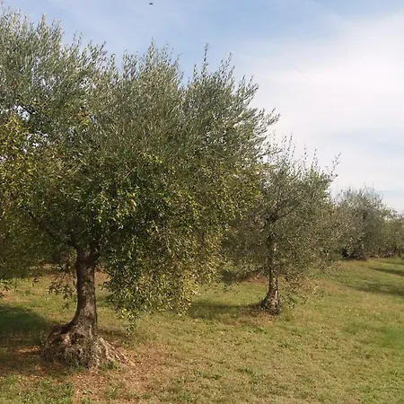 مزرعة للإقامة Casa Del Nonno Bingheri - Vencaglia